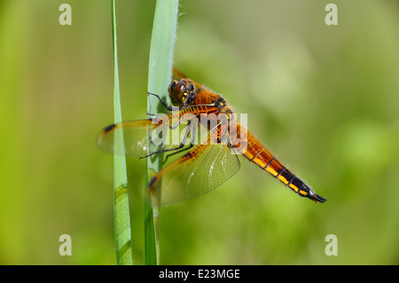 vier spotted Chaser Libelle Stockfoto