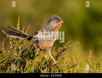 Dartford Warbler Stockfoto