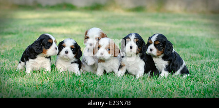 Sechs Cavalier King Charles Spaniel Welpen im Garten Stockfoto