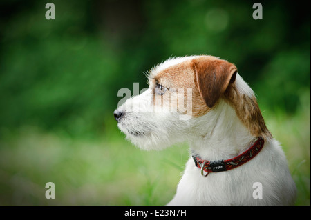 Jack Russell Terrier Stockfoto