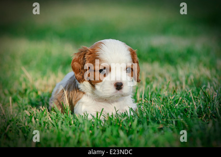 Cavalier King Charles Spaniel Welpen im Garten Stockfoto