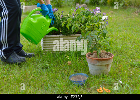 Frau kümmert sich um Blumen und Pflanzen im heimischen Garten. Stockfoto