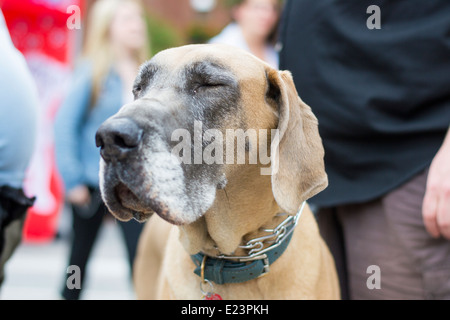 TORONTO, Kanada - 8 am Woofstock, der größte outdoor-Festival für Hunde in Nordamerika seit 2003 gesammelten Juni 2013:Dog Liebhaber, Stockfoto