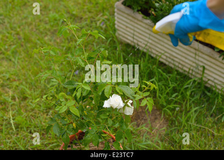 Frau Sprühen von Pestiziden auf Pflanzen, die durch Parasiten verletzt. Stockfoto