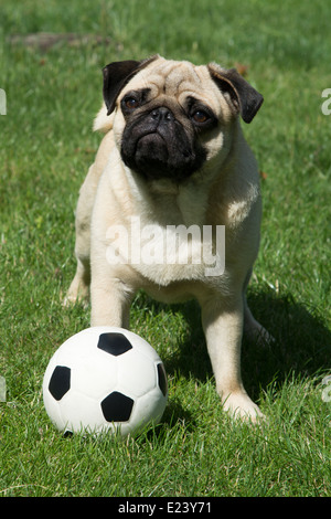 Mops mit einem Fußball Stockfoto