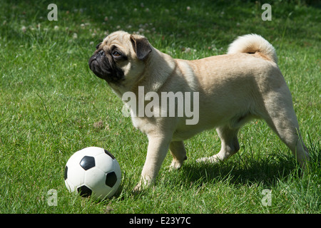 Mops mit einem Fußball Stockfoto