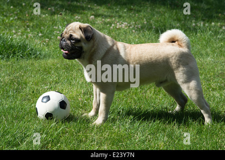 Mops mit einem Fußball Stockfoto