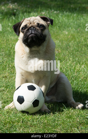 Mops mit einem Fußball Stockfoto