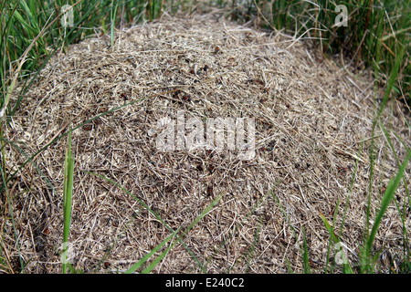 Stürmischen Leben in den großen Ameisenhaufen im Wald Stockfoto