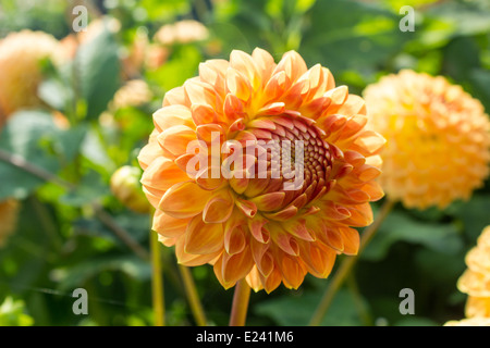 Orange Dahlie, kommen in voller Blüte, gegen Laub Stockfoto