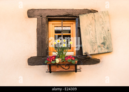 Flowerdecked Fenster auf einem Fachwerkhaus in der Altstadt von Eguisheim, Elsass, Frankreich Stockfoto