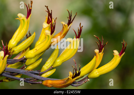 Blumen von der Neuseeland-Flachs, Phormium Cookianum "Tricolor" Stockfoto