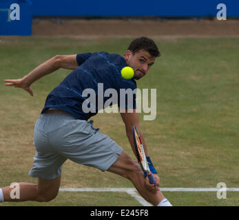 London, UK. 15. Juni 2014. Queens Club Aegon Championships Finale Feliciano Lopez aus Spanien nach siegreichen Matchball gegen Grigor Dimitrov Bulgariens während die Männer einzigen Finals feiert match bei Aegon Championships-Tennisturnier in Queens Club London, Vereinigtes Königreich. Bildnachweis: Action Plus Sport Bilder/Alamy Live News Stockfoto