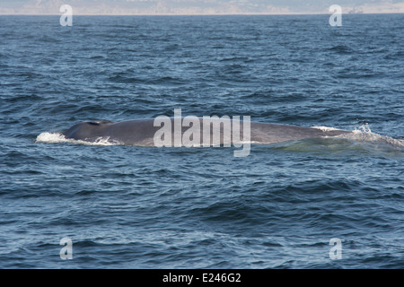 Blauwal (Balaenoptera Musculus) auftauchen. Monterey, Kalifornien, Pacific Ocean. Stockfoto