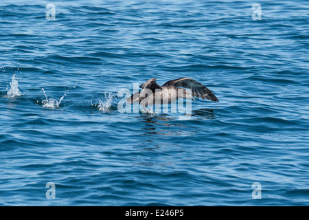 Sooty Shearwater, Puffinus früh, ausziehen, Monterey, Kalifornien, Pacific Ocean. Stockfoto