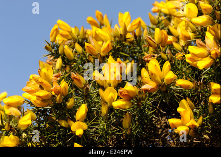 Gelbe Erbse-wie Blumen und spikey Blätter des gemeinsamen Ginster (Module Europaeus).  Rye Harbour Nature Reserve, Rye, Sussex, UK. Stockfoto