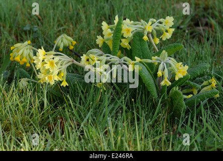 Falsche Schlüsselblume (Primula X polyantha) ist eine natürlich vorkommende hybride Schlüsselblume (Primula Veris) und Primeln (Primula Vulgaris). Stockfoto