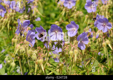 Hummeln besuchen Wiese des Krans-Rechnung (Geranium Pratense) Blumen wachsen neben einer Spur. Grindleford, Derbyshire, UK. Stockfoto