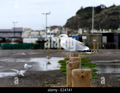 Eine Silbermöwe (Larus Argentatus) steht auf einem Pfosten auf einem leeren Parkplatz. . Hastings, Sussex, UK. 05 Jan 14 Stockfoto