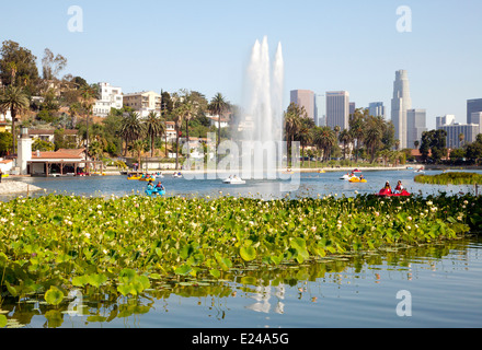 Lotus-Pflanzen in voller Blüte im Echo Park Lake, Los Angeles, CA, 2014 Stockfoto