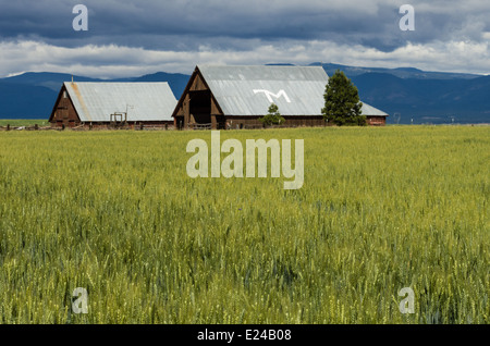 Weizenfarm mit Weizen fast bereit zu ernten.  Maupin, Oregon Stockfoto