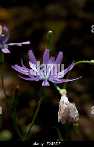 Cichorium intybus Stockfoto