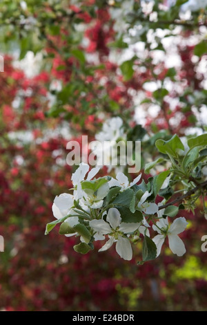 Weiß blühenden Baum blüht Stockfoto