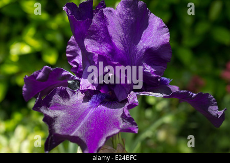 Deep Purple Iris Stockfoto