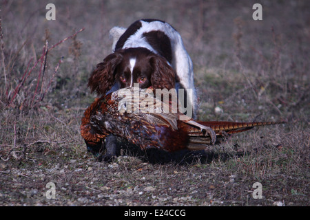 Leber und weißen arbeiten Art Englisch Springer Spaniel Haustier Jagdhund tragen ein Fasan Stockfoto