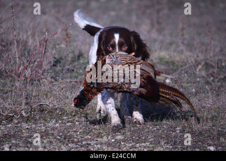 Leber und weißen arbeiten Art Englisch Springer Spaniel Haustier Jagdhund tragen ein Fasan Stockfoto