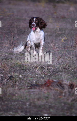 Arbeiten Art Englisch Springer spaniel Stockfoto