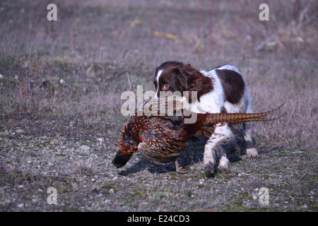Leber und weißen arbeiten Art Englisch Springer Spaniel Haustier Jagdhund tragen ein Fasan Stockfoto