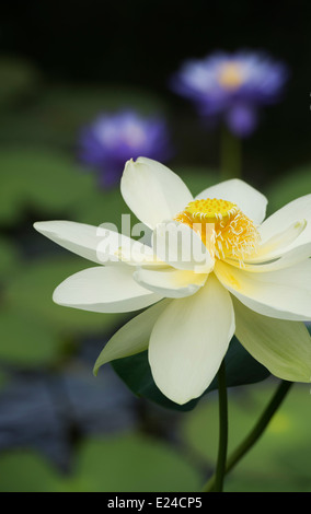 Nelumbo Nucifera. Lotus-Blume Stockfoto