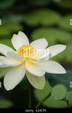 Nelumbo Nucifera. Lotus-Blume Stockfoto