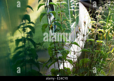 Urtica Dioica. Brennnesseln wachsen neben einem Narrowboat mit Reflexionen auf dem Treidelpfad. England Stockfoto