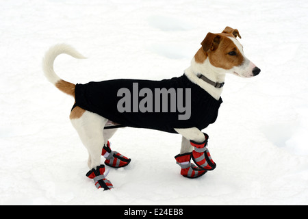 Niedliche kleine Terrier mit Schneeschuhen Stockfoto