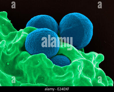 Menschlichen Neutrophilen Einnahme mrsa Stockfoto