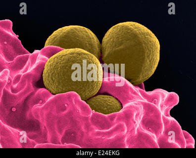 Menschlichen Neutrophilen Einnahme mrsa Stockfoto