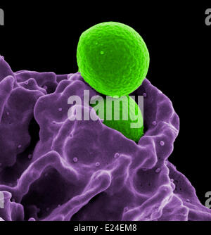 MRSA, Einnahme von Neutrophilen Stockfoto