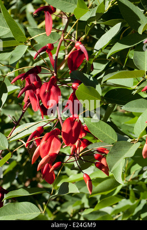 Erythrina Crista-galli Stockfoto