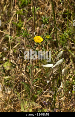 Pallenis spinosa Stockfoto