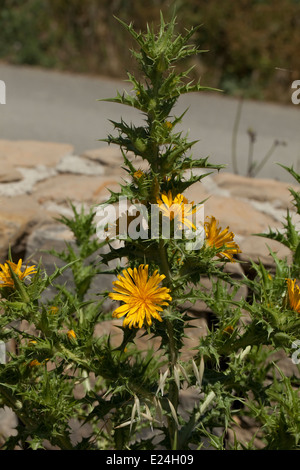 Scolymus hispanicus Stockfoto