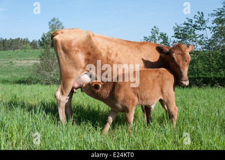 Finnische einheimische Rasse Kuh mit Kalb Stockfoto