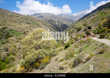 Landschaft des Flusses Rio Poqueira Schlucht Tal, hohe Alpujarras, Sierra Nevada, Provinz Granada, Spanien Stockfoto