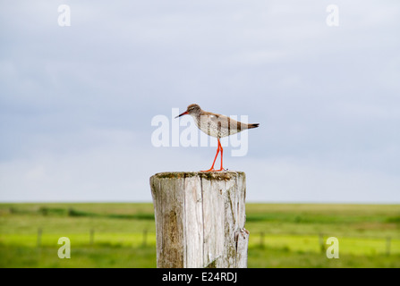 Gemeinsamen Rotschenkel (Tringa Totanus) auf einem Mast in den Hintergrund dunkle Wolken Stockfoto