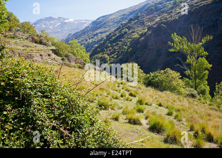 Landschaft des Flusses Rio Poqueira Schlucht Tal, hohe Alpujarras, Sierra Nevada, Provinz Granada, Spanien Stockfoto