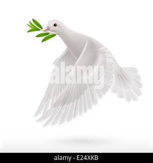 Taube des Friedens fliegen mit einem grünen Zweig nach Flut auf weißem Hintergrund Stockfoto