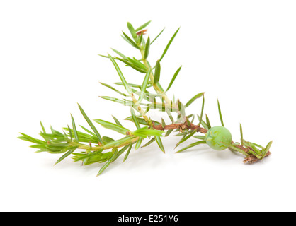 Wacholder-Zweig mit grünen Beeren isoliert Stockfoto