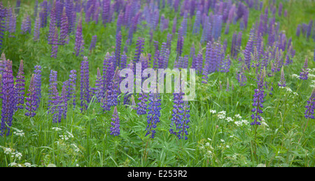 blühenden Lupinen Blumenkarte Stockfoto