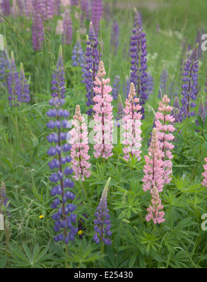 blühenden Lupinen Blumenkarte Stockfoto